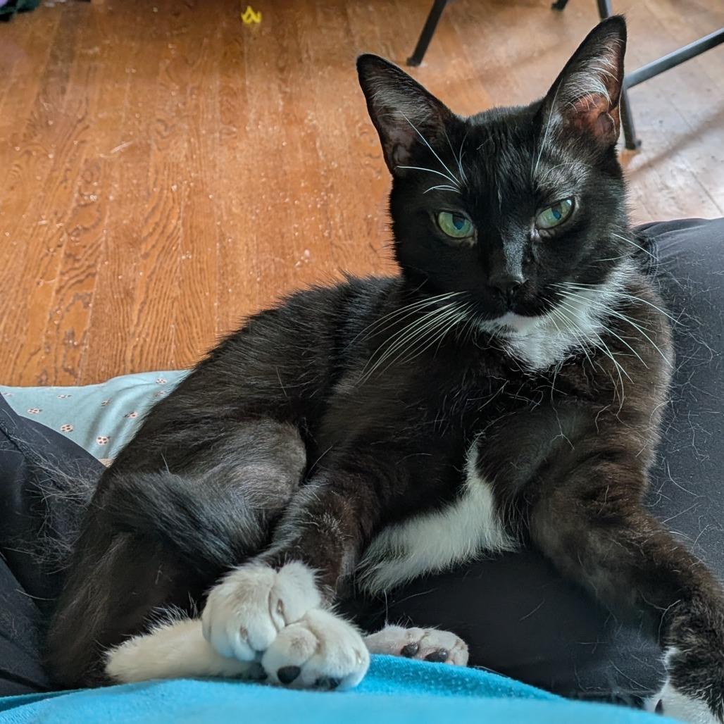 Keurig, a ADOPTABLE Domestic Short Hair in Evanston, IL image 4/5