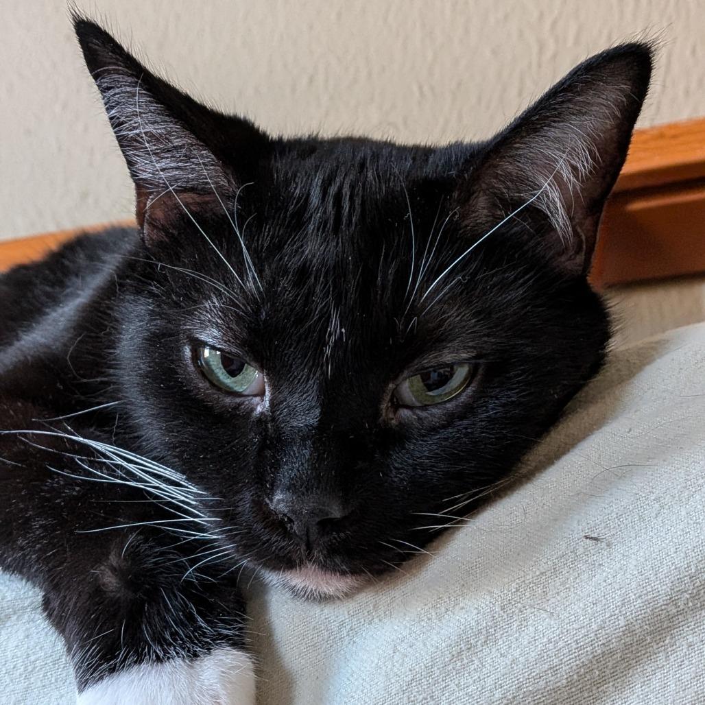 Keurig, ADOPTABLE, Adult Male Domestic Short Hair.