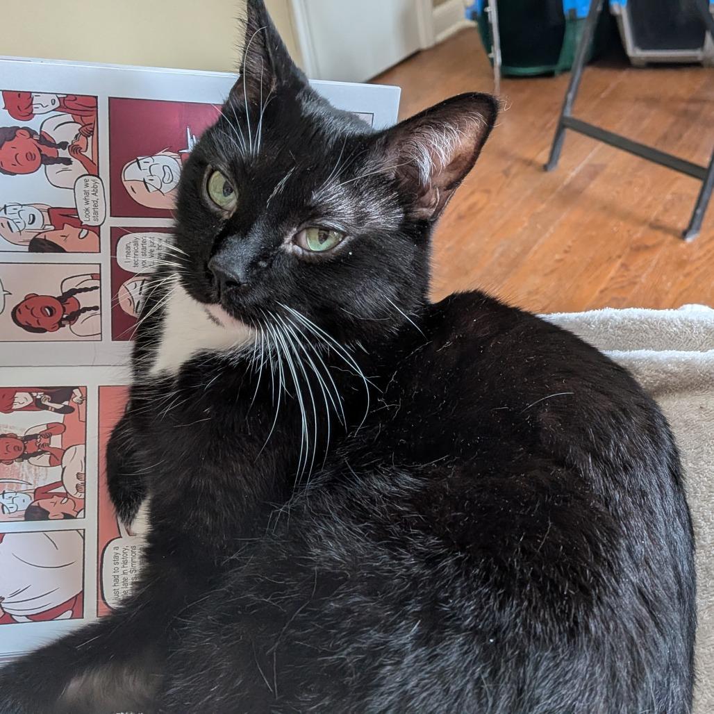 Keurig, a ADOPTABLE Domestic Short Hair in Evanston, IL image 1/5