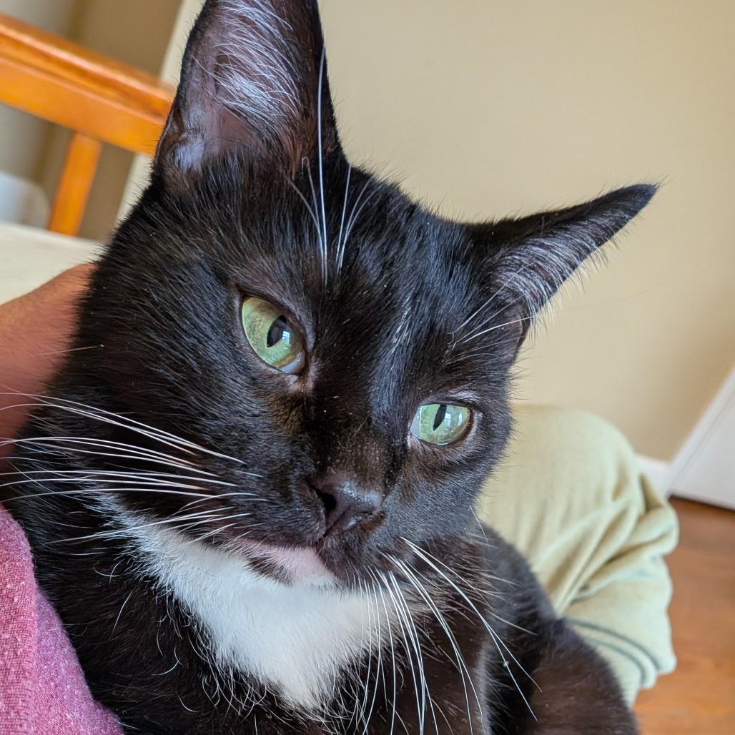 Keurig, a ADOPTABLE Domestic Short Hair in Evanston, IL image 3/5