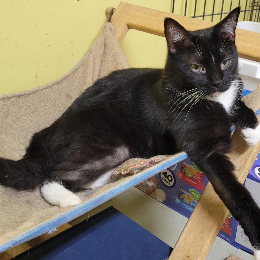 Keurig, a ADOPTABLE Domestic Short Hair in Evanston, IL image 2/2