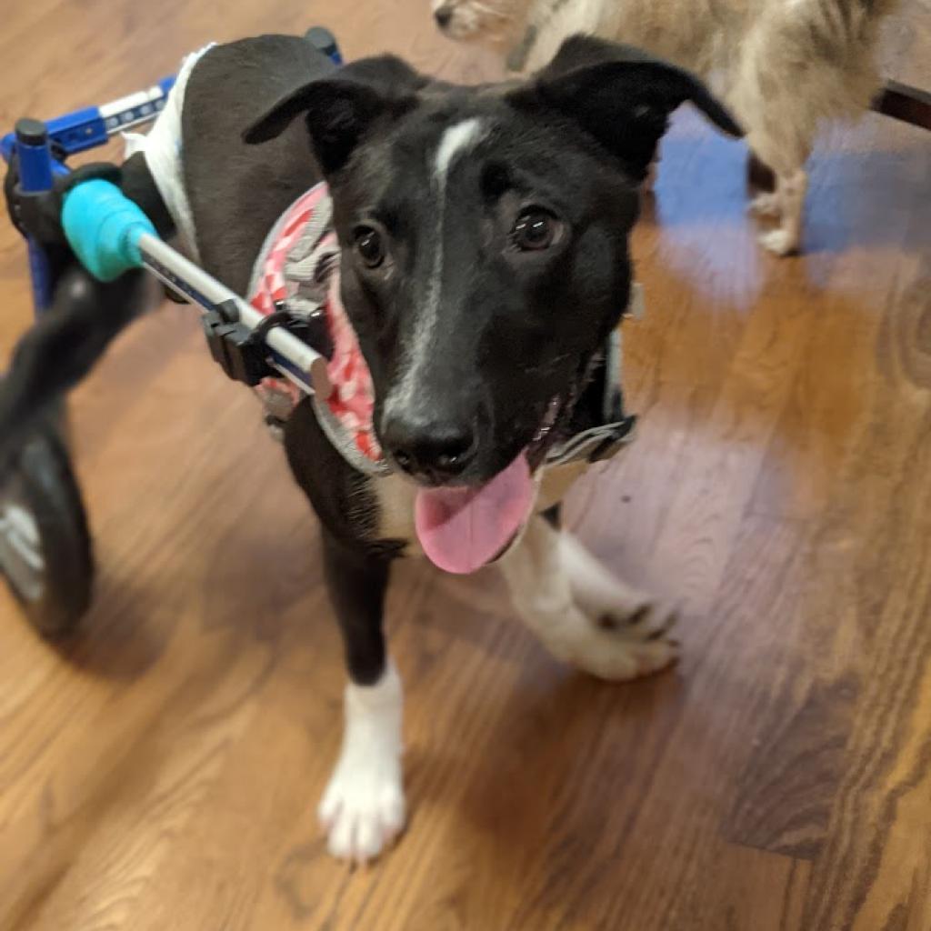 Sweet Pea, Adoptable, Adult Female Pit Bull Terrier & Labrador Retriever.