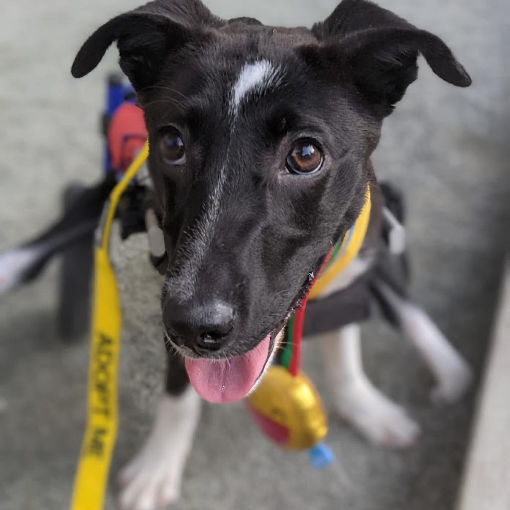 Enlarge Sweet Pea, a Adoptable mixed breed in Romeoville, IL image 3/6