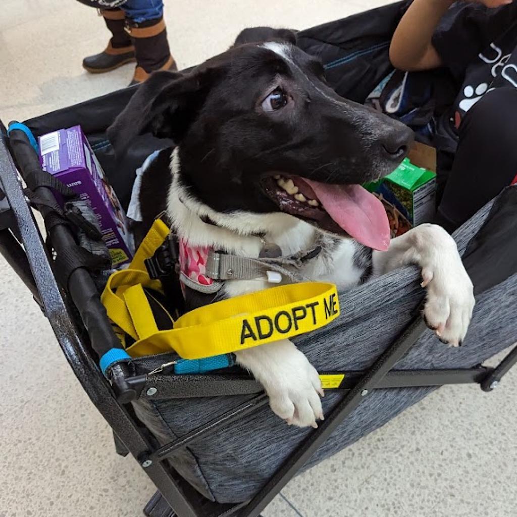 Enlarge Sweet Pea, a Adoptable mixed breed in Romeoville, IL image 4/6