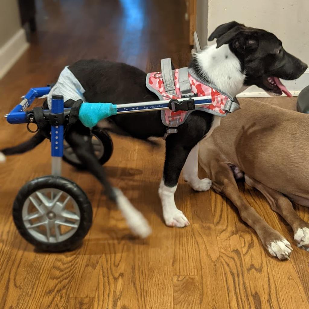 Enlarge Sweet Pea, a Adoptable mixed breed in Romeoville, IL image 5/6