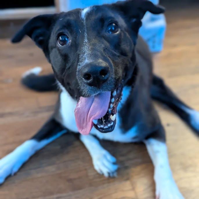 Enlarge Sweet Pea, a Adoptable mixed breed in Romeoville, IL image 1/6