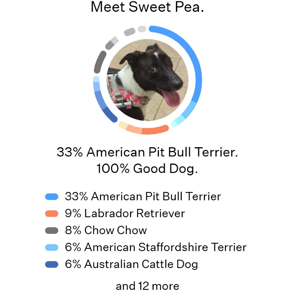 Enlarge Sweet Pea, a Adoptable mixed breed in Romeoville, IL image 6/6