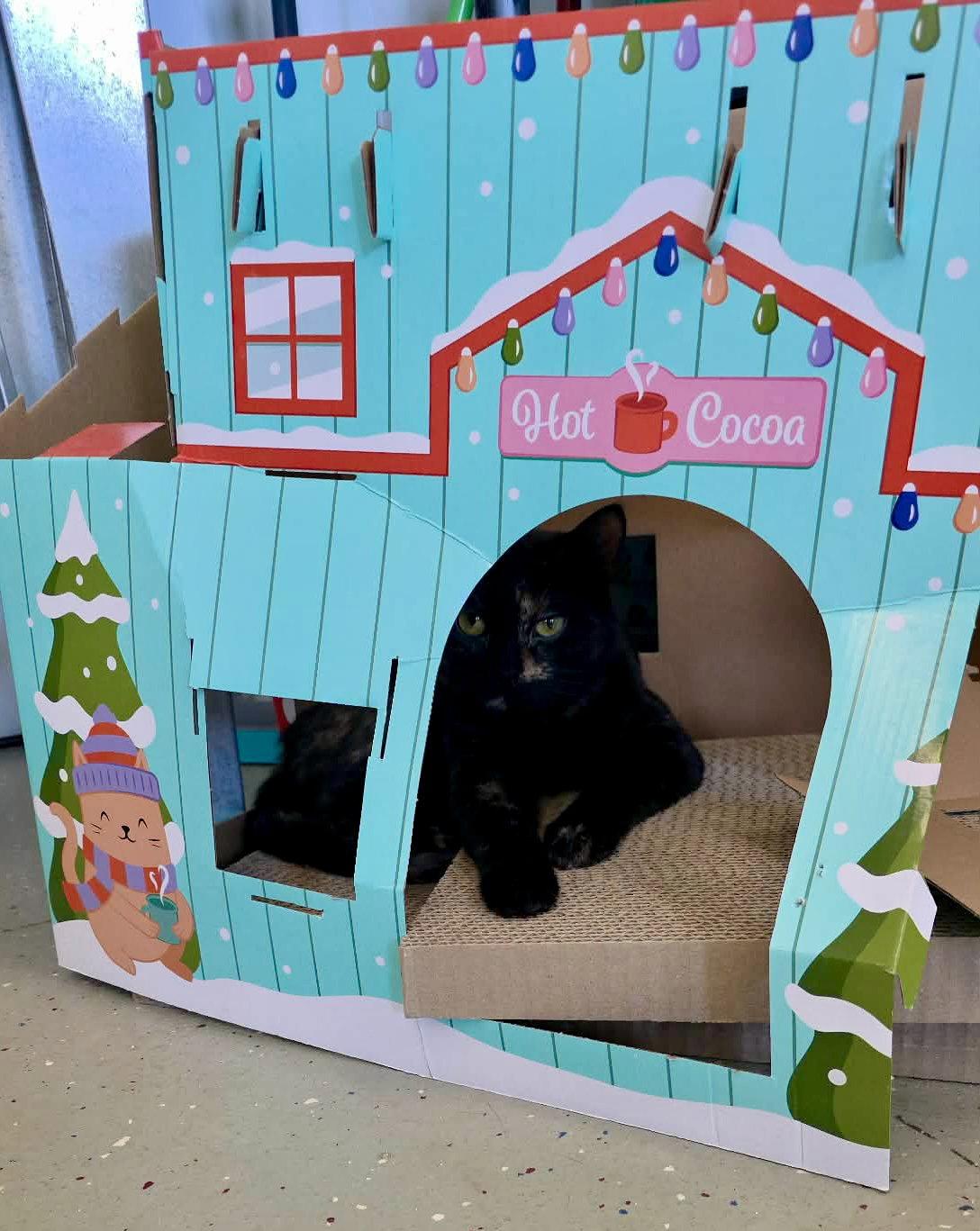 Liz (Bonded w/Colleen), Adopted, Kitten Female Domestic Short Hair.