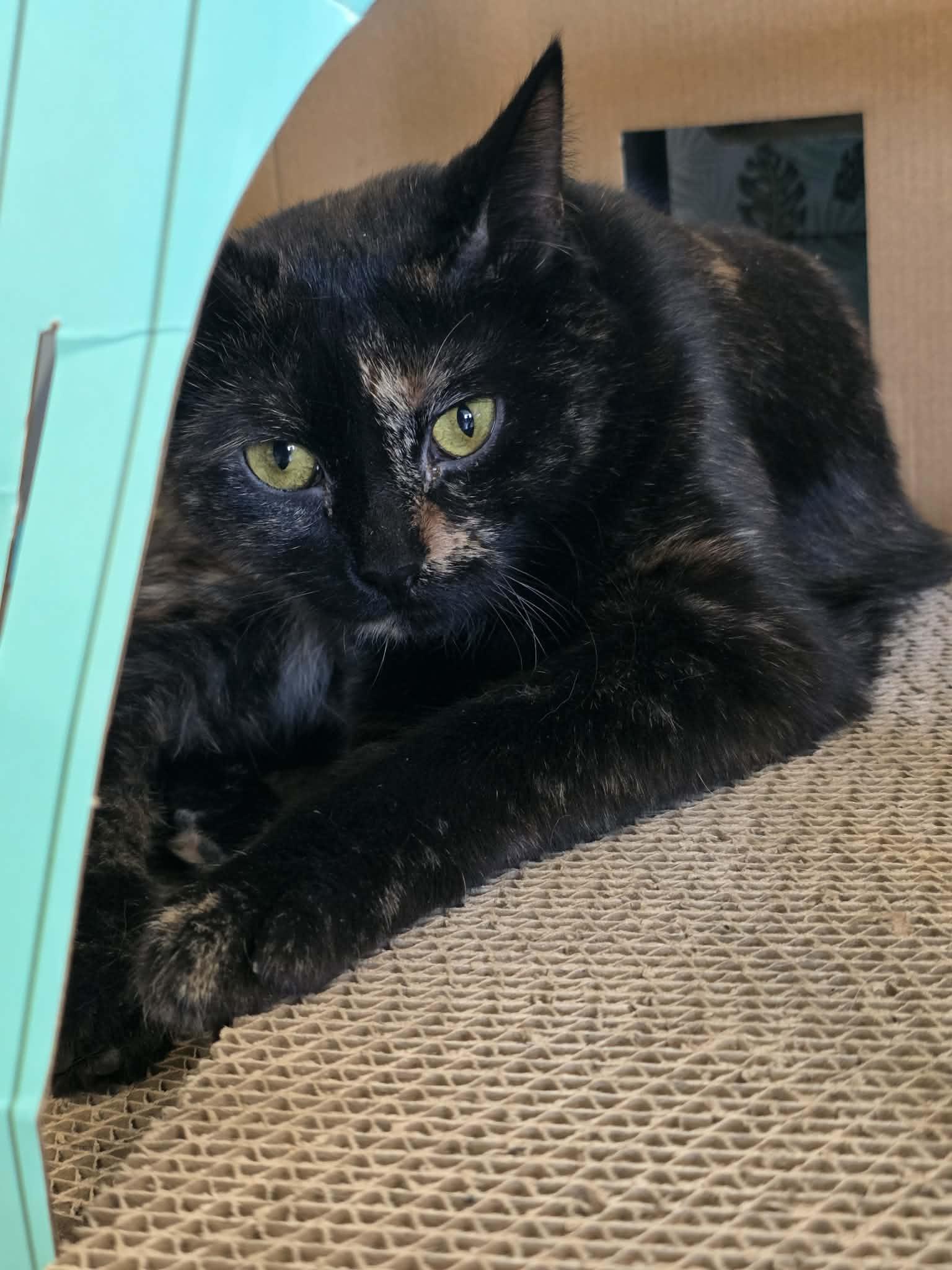 Enlarge Liz (Bonded w/Colleen), a Adopted Domestic Short Hair in Detroit Lakes, MN image 2/3