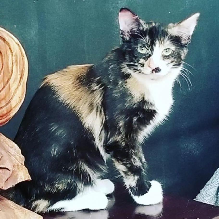 Enlarge Florence, a Adoptable American Shorthair in Chatsworth, CA image 1/2