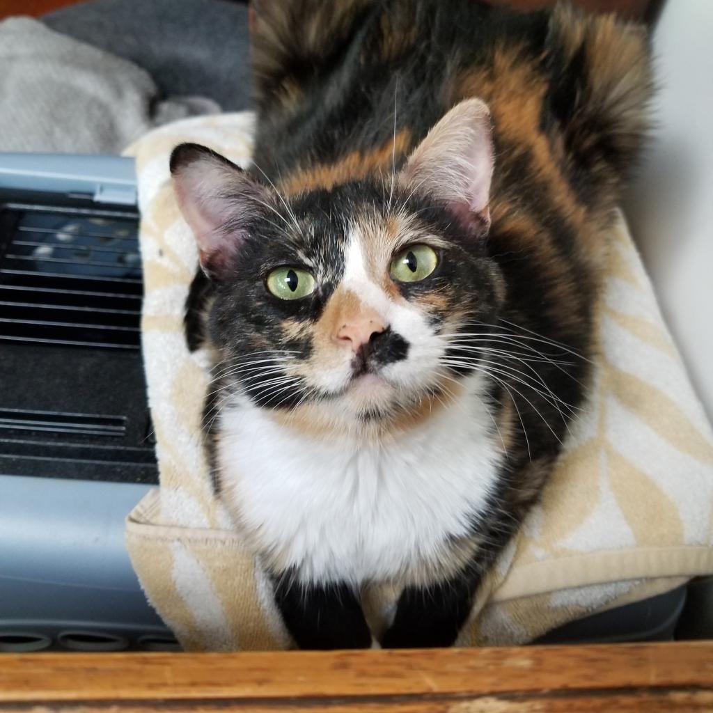 Enlarge Florence, a Adoptable American Shorthair in Chatsworth, CA image 2/2