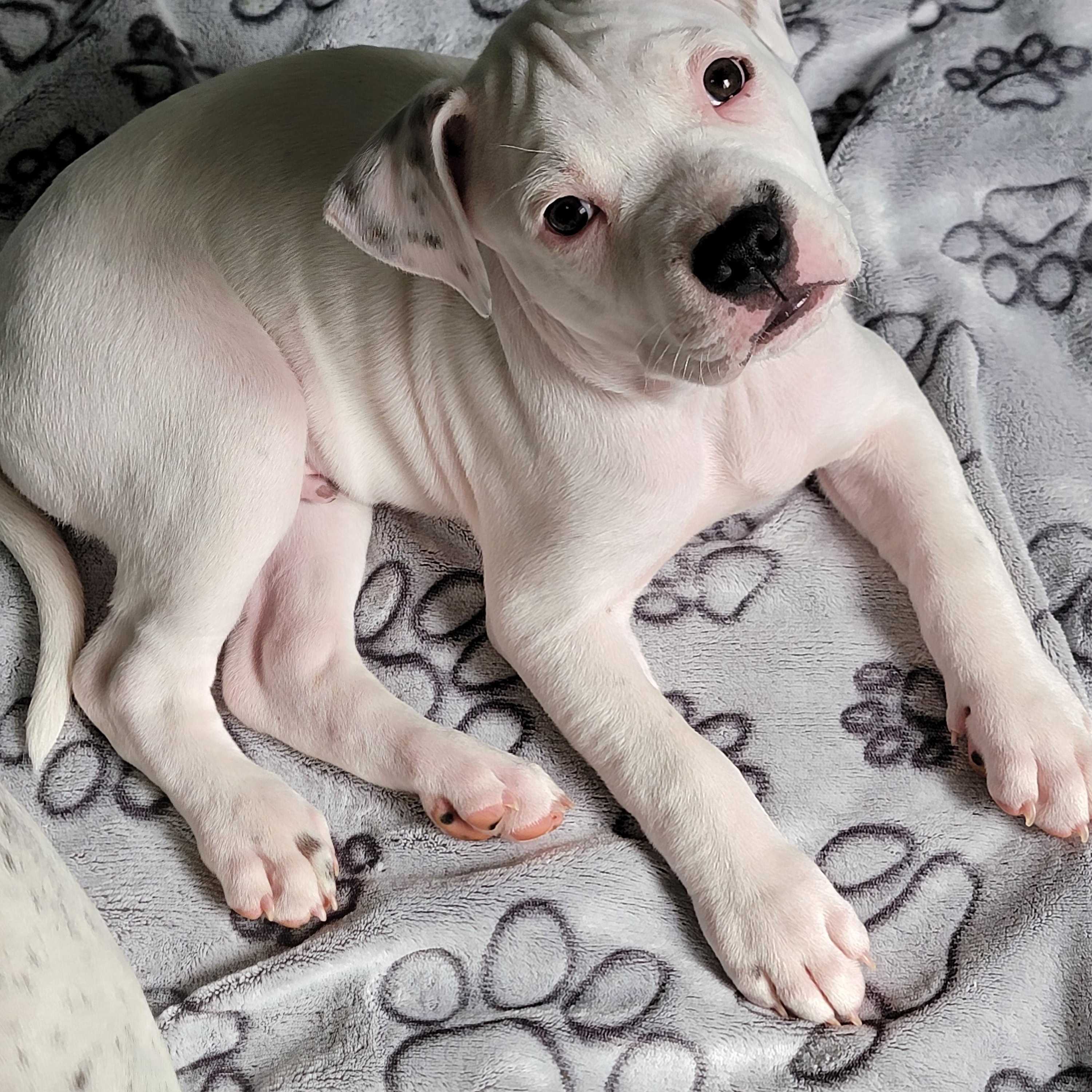 Mojito, a ADOPTABLE mixed breed in Joliet, IL image 2/3