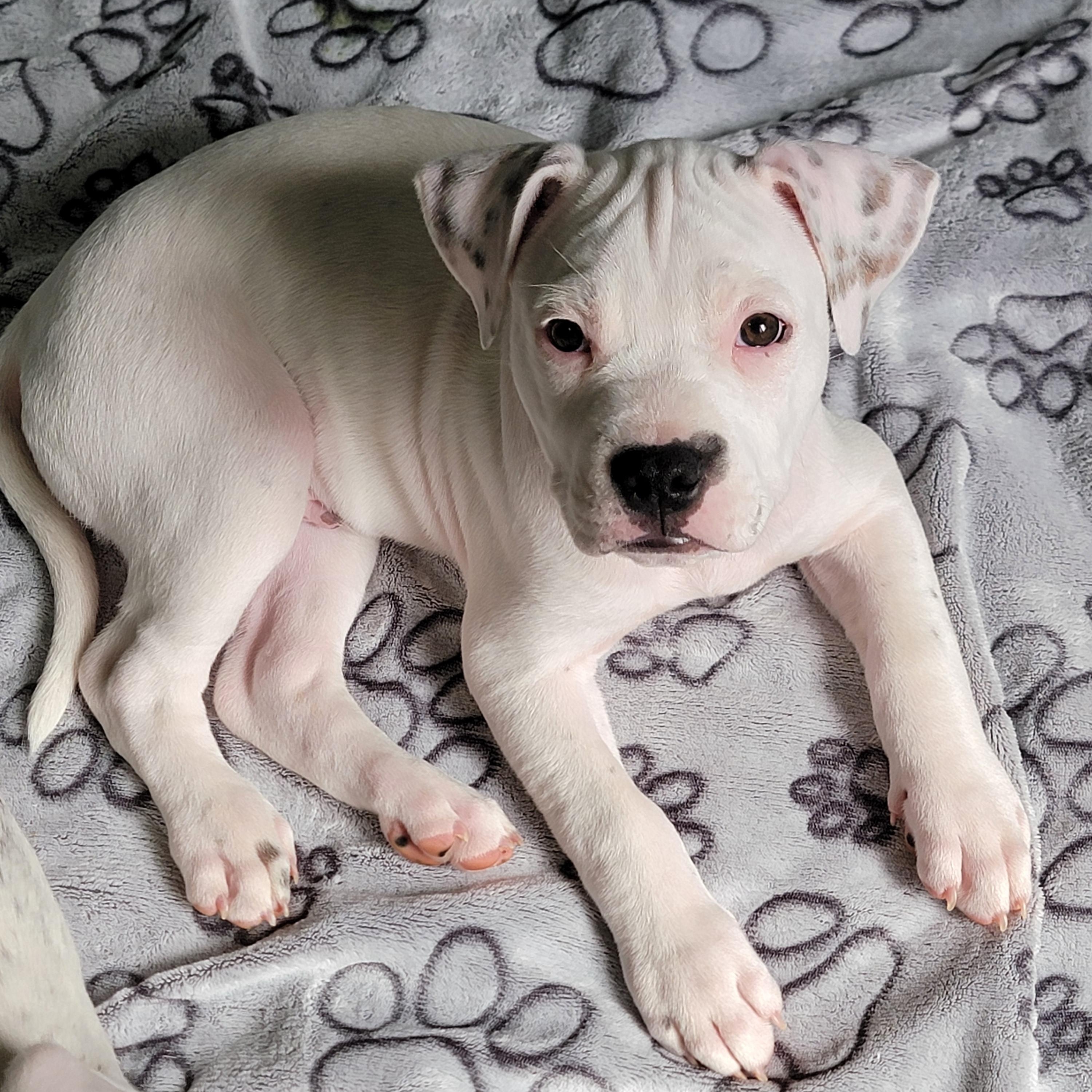 Mojito, a ADOPTABLE mixed breed in Joliet, IL image 3/3