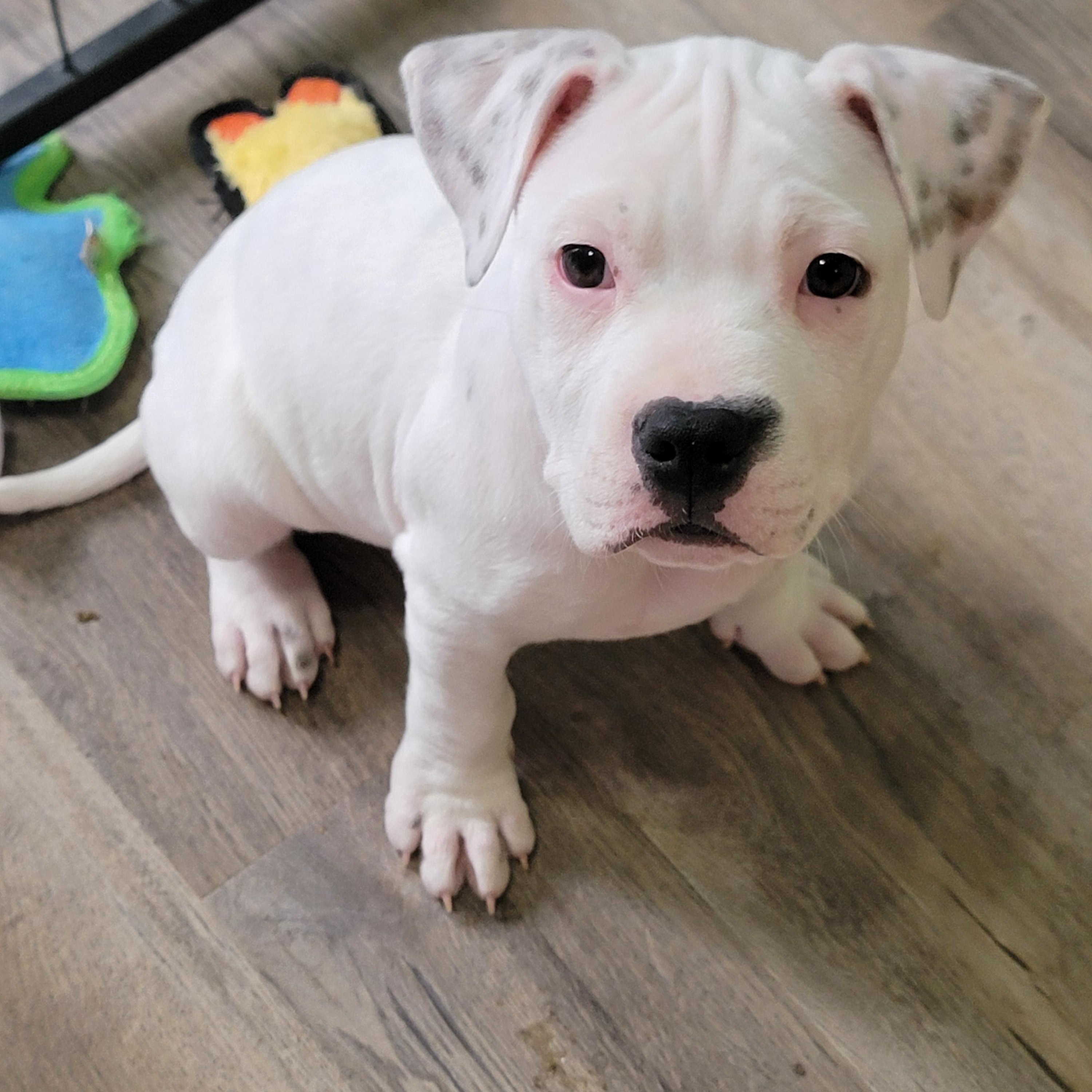 Mojito, ADOPTABLE, Puppy Male Boxer & American Bully.