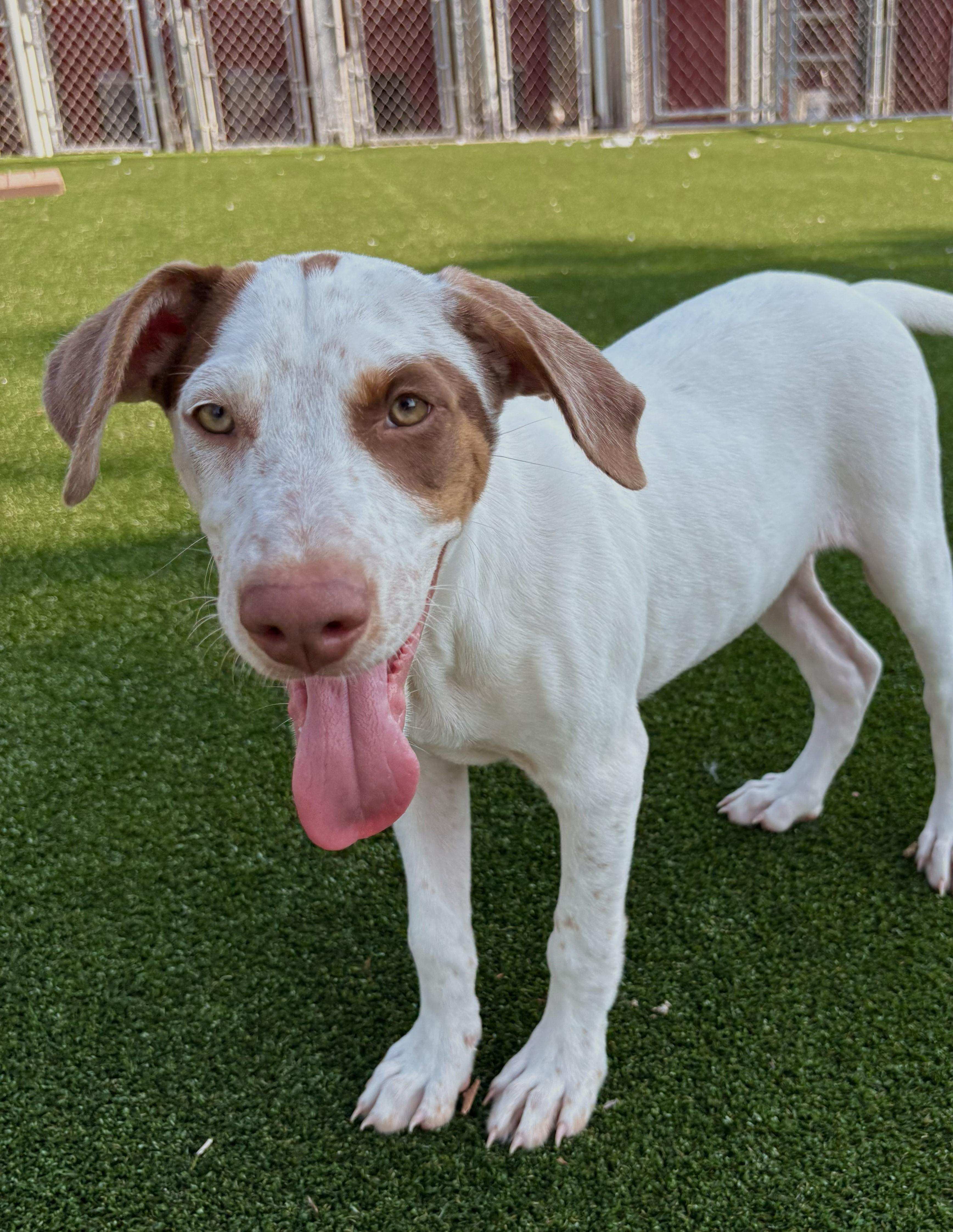 Volly, Adoptable, Young Female Pointer & Hound.