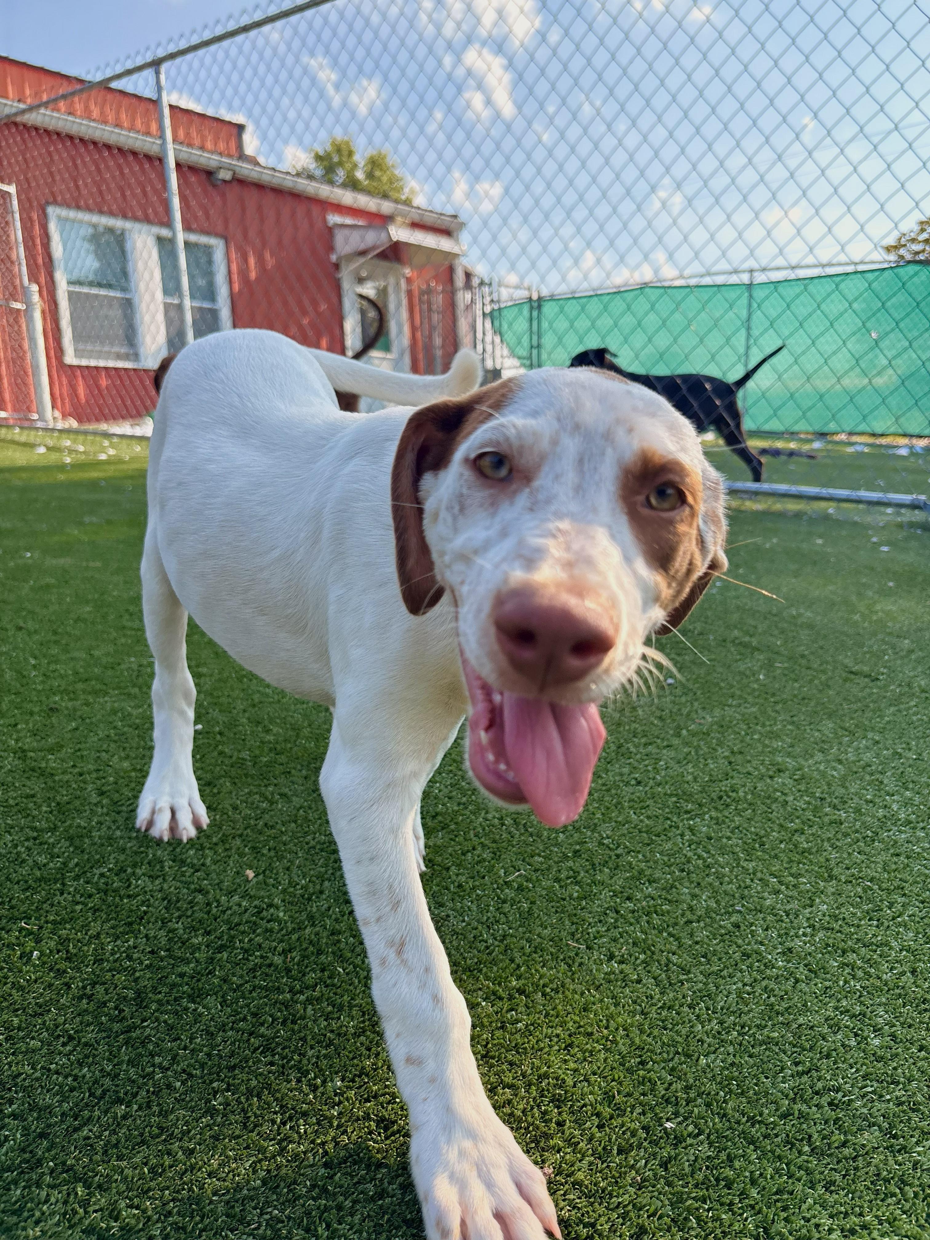 Enlarge Volly, a Adoptable mixed breed in Gallatin, TN image 3/4