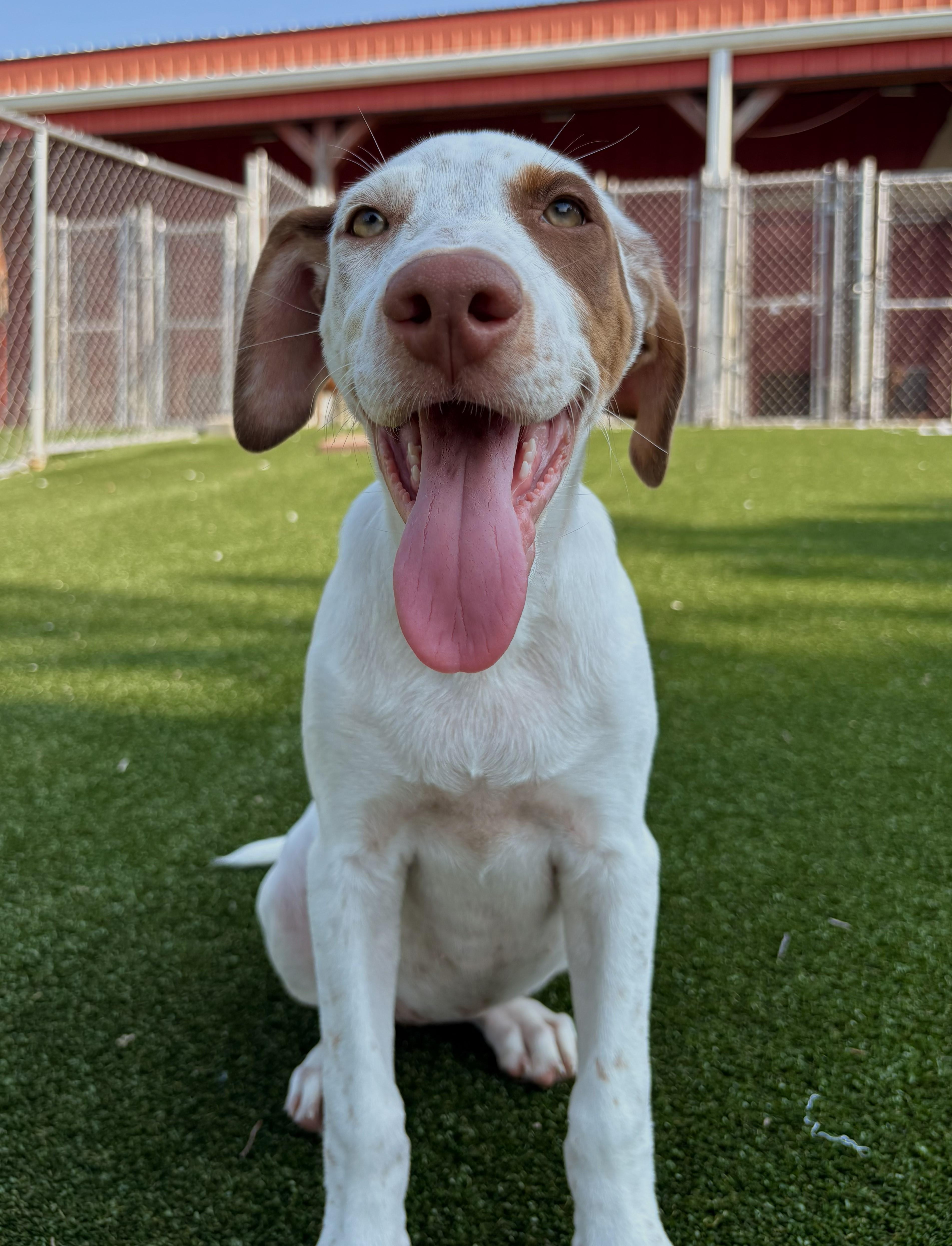 Enlarge Volly, a Adoptable mixed breed in Gallatin, TN image 2/4
