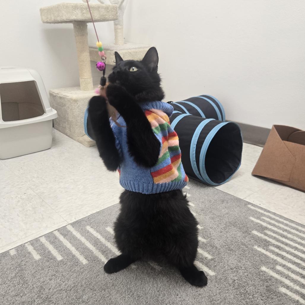 Enlarge Skout, a Adoptable Domestic Short Hair in Ashland, OR image 1/5