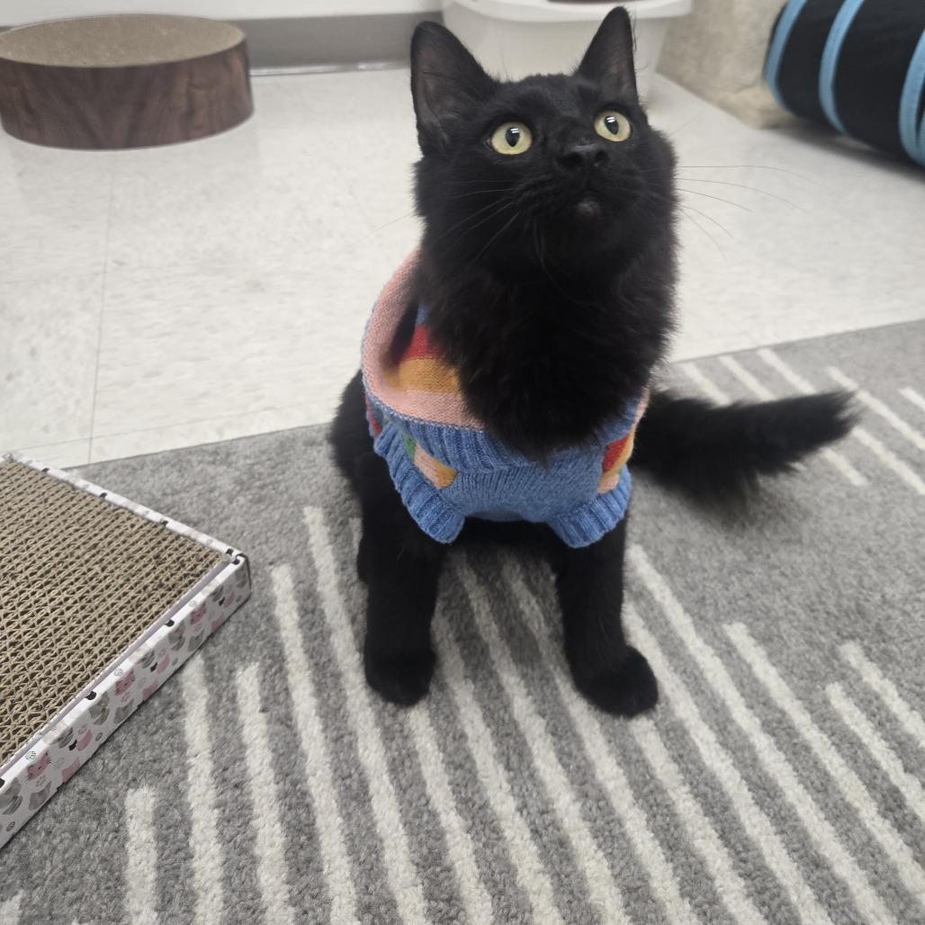 Enlarge Skout, a Adoptable Domestic Short Hair in Ashland, OR image 2/5