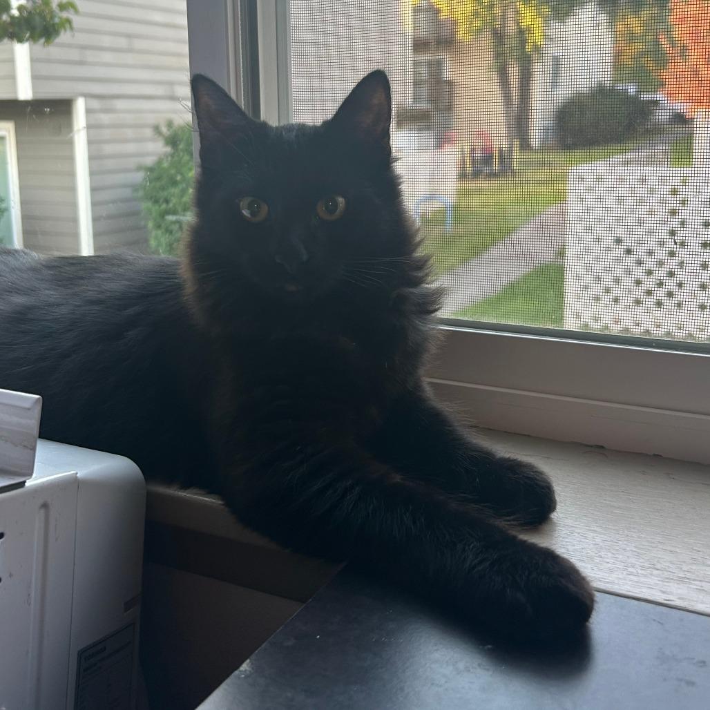 Enlarge Skout, a Adoptable Domestic Short Hair in Ashland, OR image 3/5