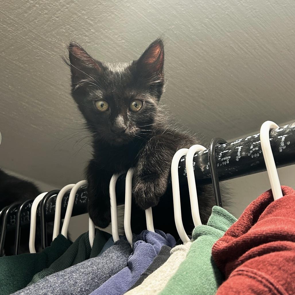 Enlarge Skout, a Adoptable Domestic Short Hair in Ashland, OR image 4/5