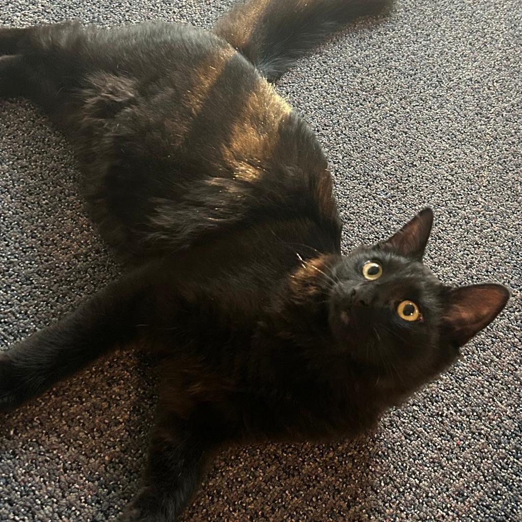 Enlarge Skout, a Adoptable Domestic Short Hair in Ashland, OR image 5/5