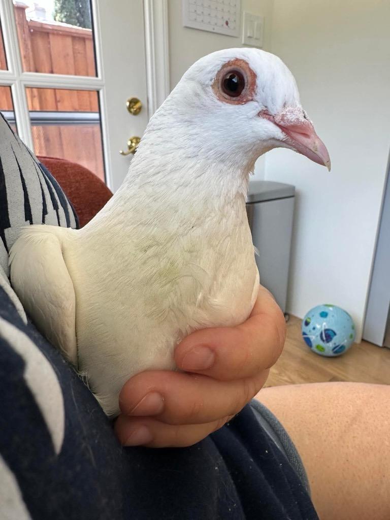 Gretchen, Adoptable, Young Female Pigeon.
