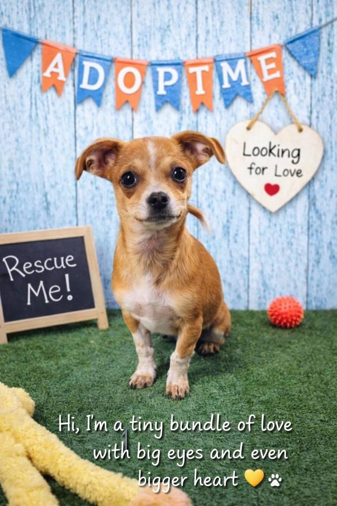 Laz, Adopted, Puppy Male Chihuahua & Shih Tzu.