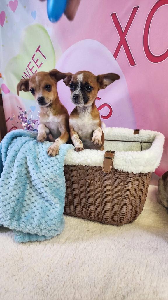 Enlarge Laz, a Adopted mixed breed in Bristol, WI image 2/6