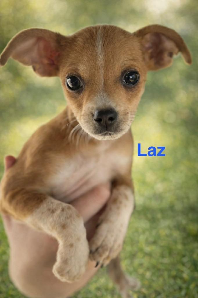 Enlarge Laz, a Adopted mixed breed in Bristol, WI image 3/6