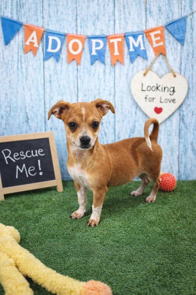 Enlarge Laz, a Adopted mixed breed in Bristol, WI image 4/6