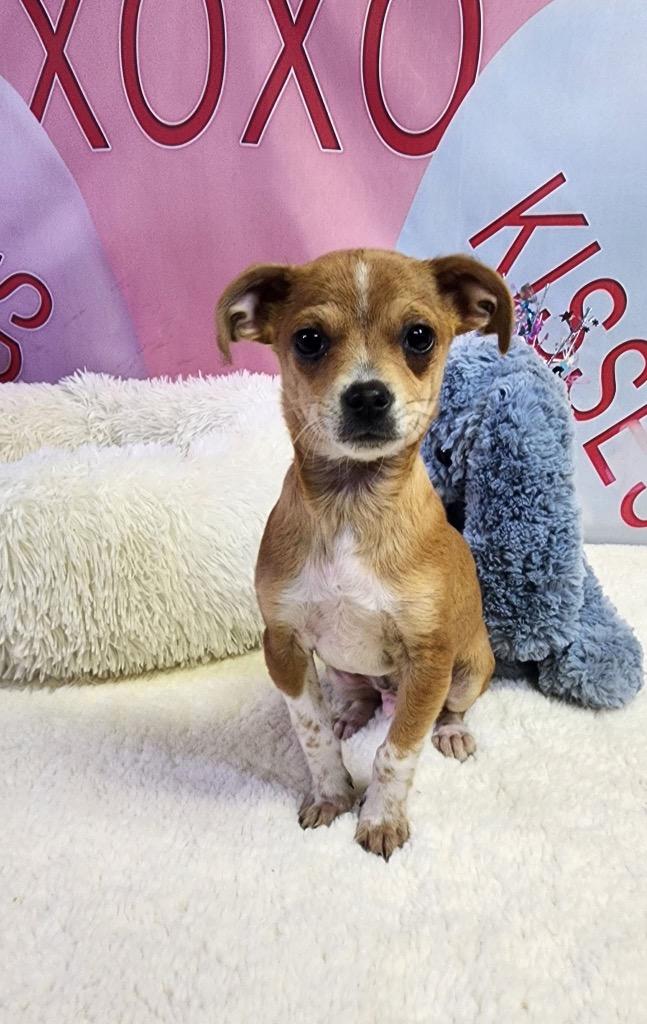 Enlarge Laz, a Adopted mixed breed in Bristol, WI image 5/6