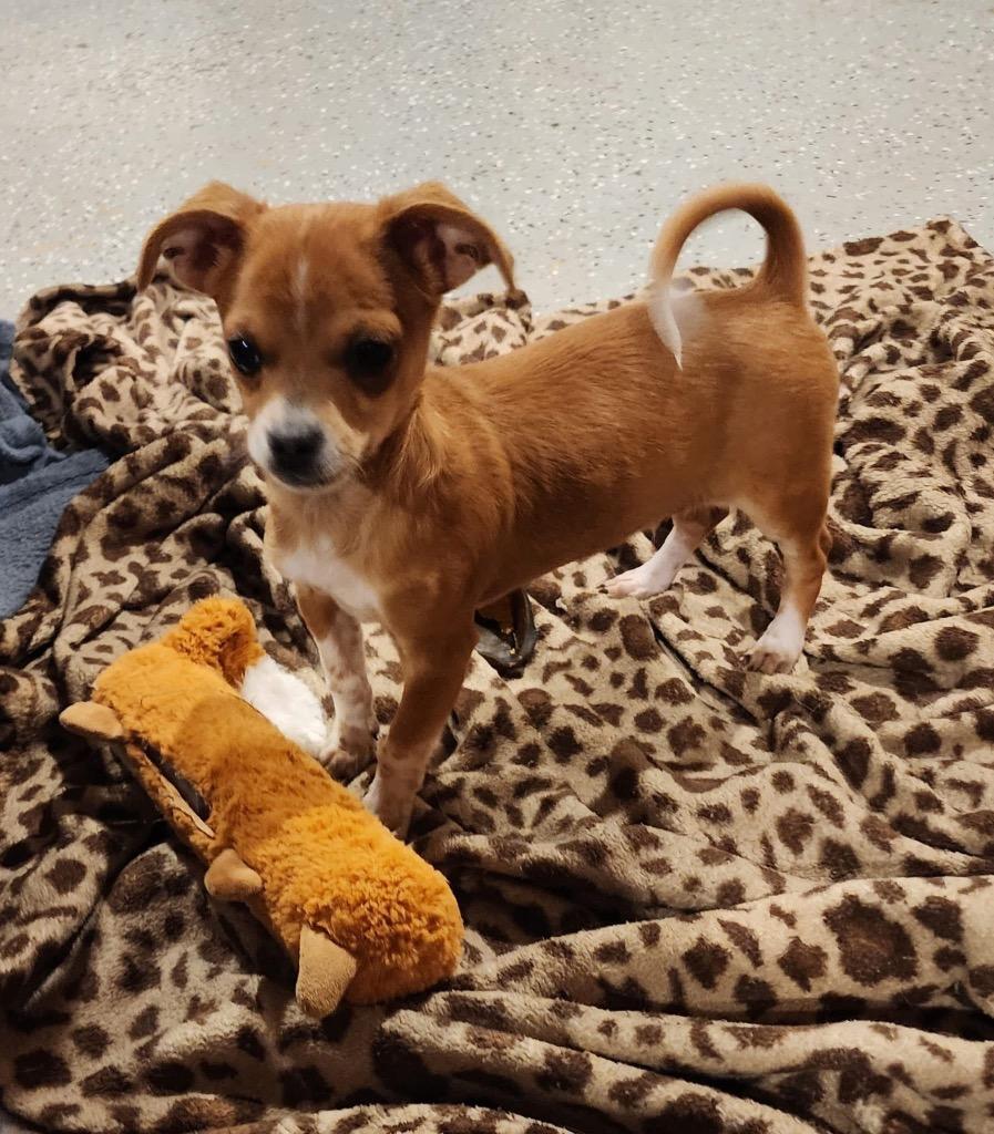 Enlarge Laz, a Adopted mixed breed in Bristol, WI image 6/6