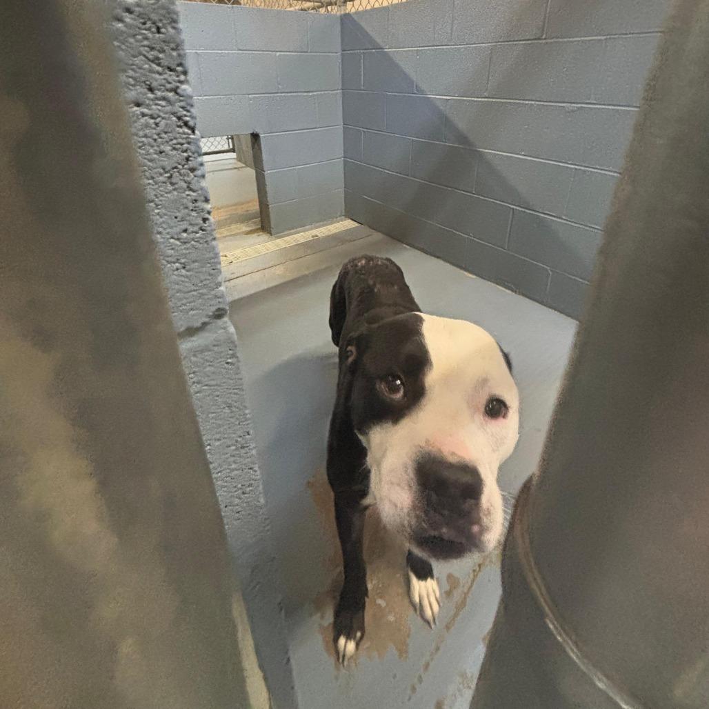 Fido, a Adoptable Mixed Breed in Gadsden, AL image 1/6