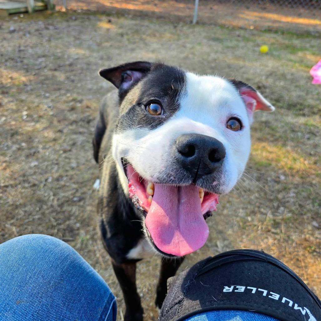 Fido, a Adoptable Mixed Breed in Gadsden, AL image 2/6