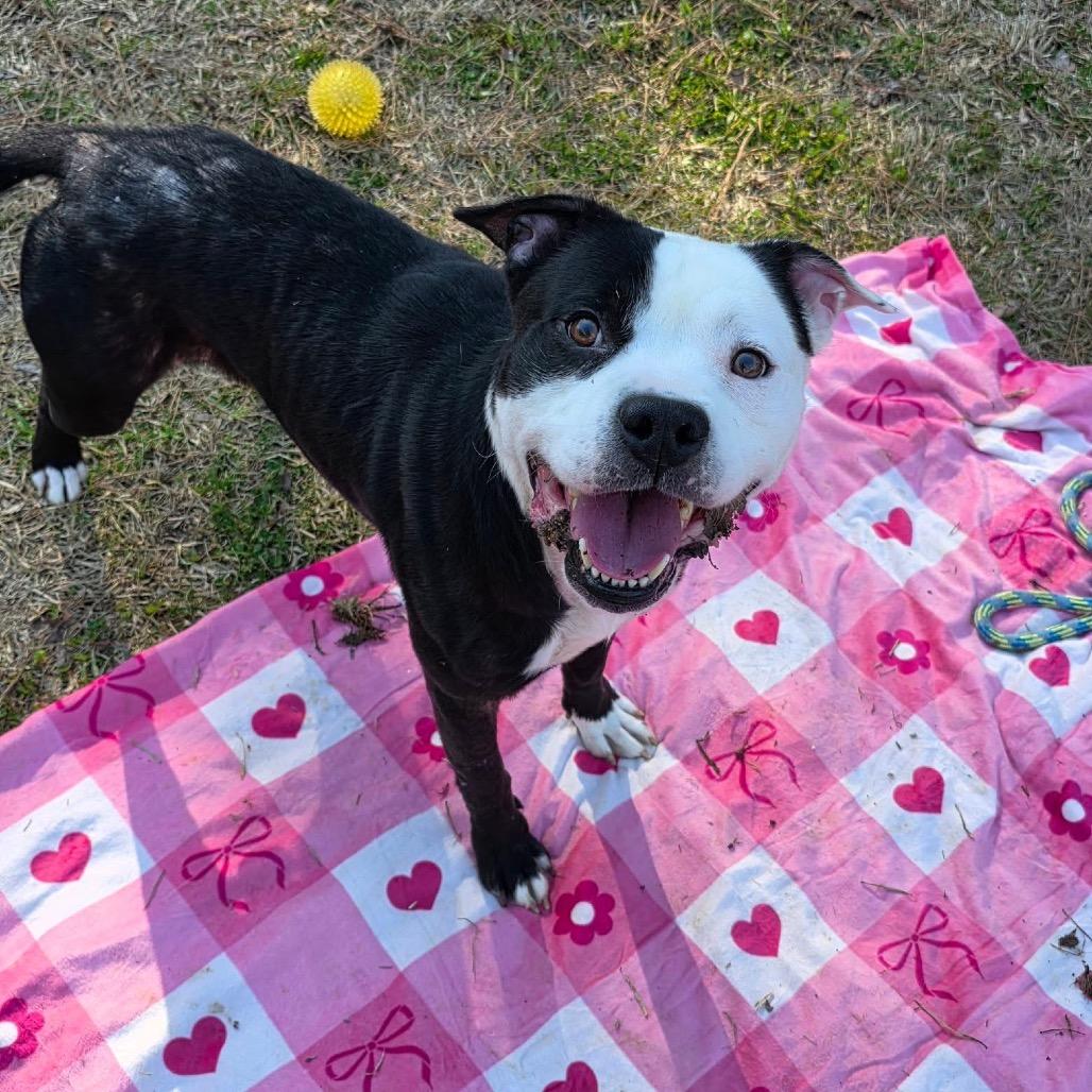 Fido, a Adoptable Mixed Breed in Gadsden, AL image 3/6