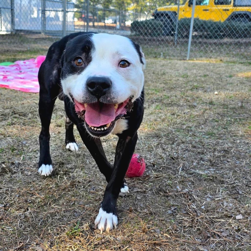 Fido, a Adoptable Mixed Breed in Gadsden, AL image 4/6