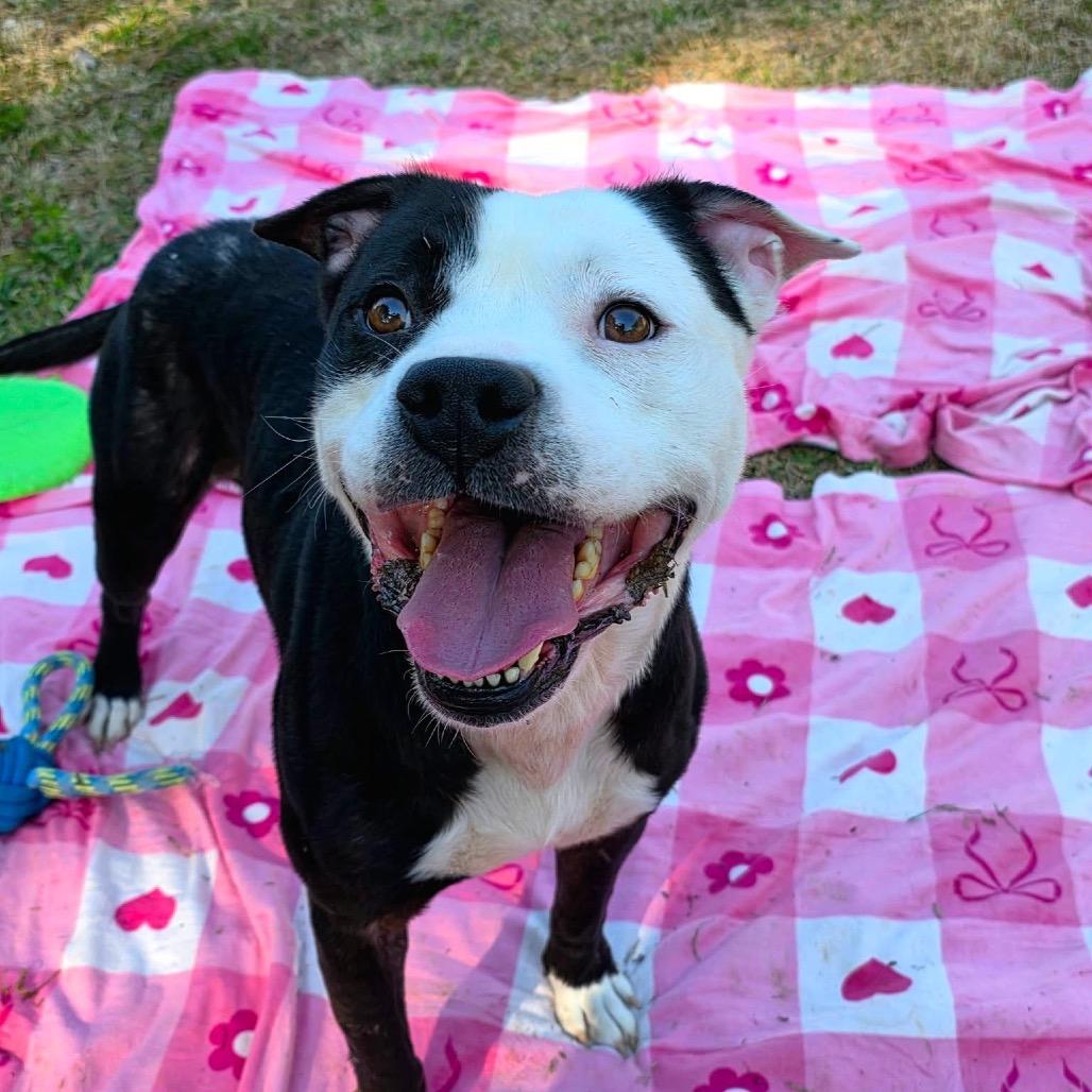 Fido, a Adoptable Mixed Breed in Gadsden, AL image 5/6