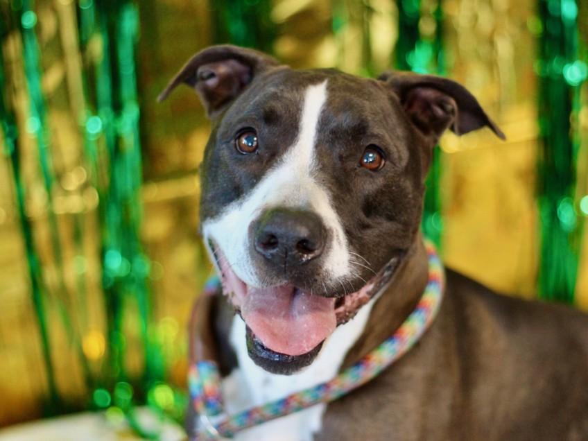 COLBIE, Adoptable, Adult Female Pit Bull Terrier.