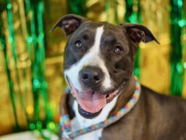 COLBIE, Adoptable, Adult Female Pit Bull Terrier.