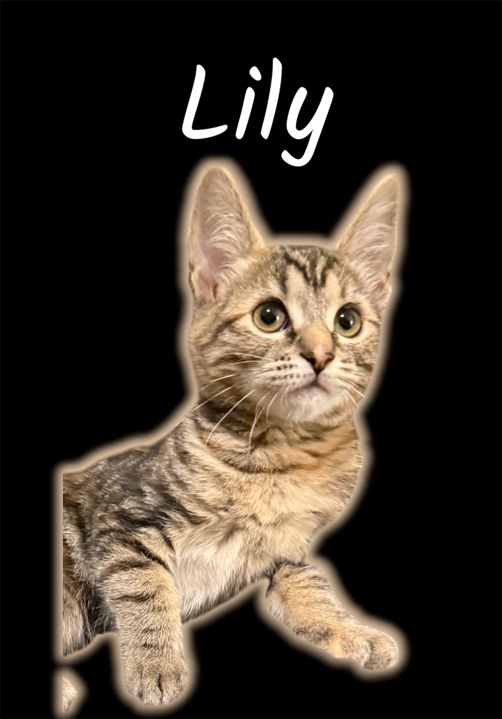 Lily, adopted, Kitten Female Domestic Short Hair.