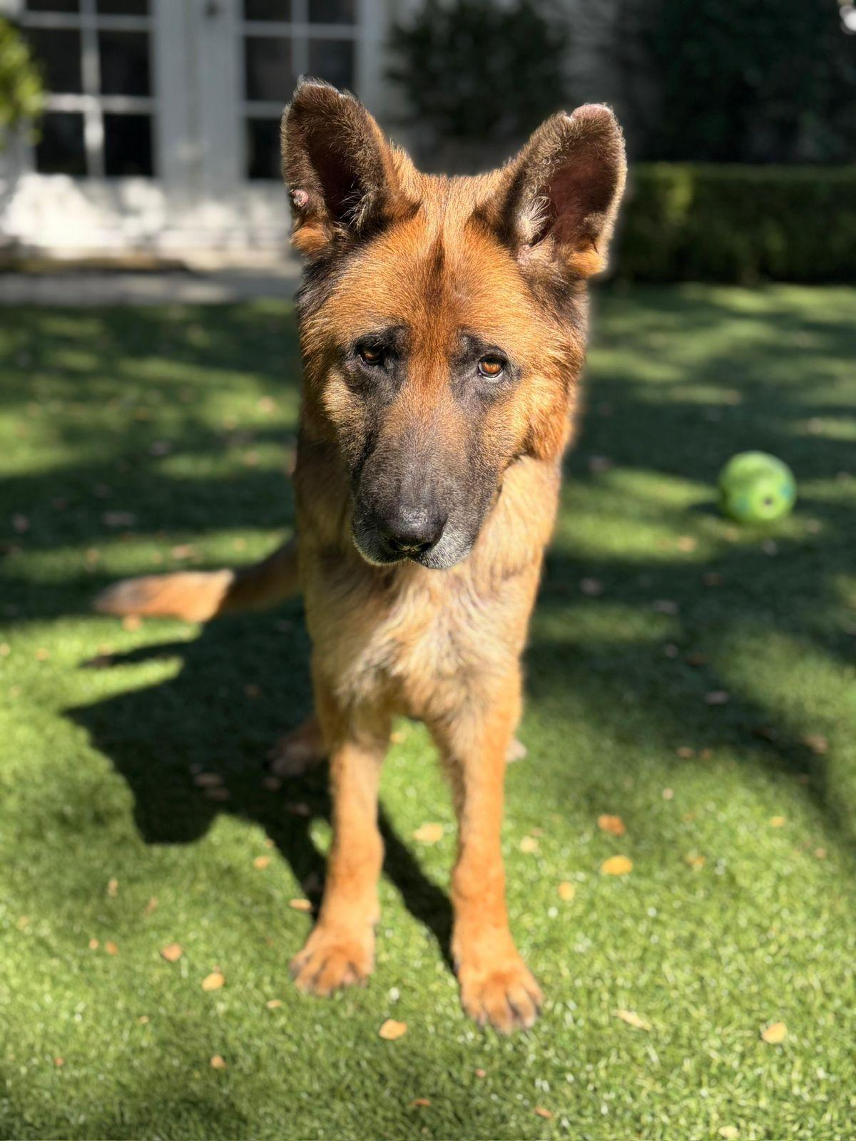 Enlarge Kapono, a ADOPTABLE German Shepherd Dog in Los Angeles, CA image 1/6