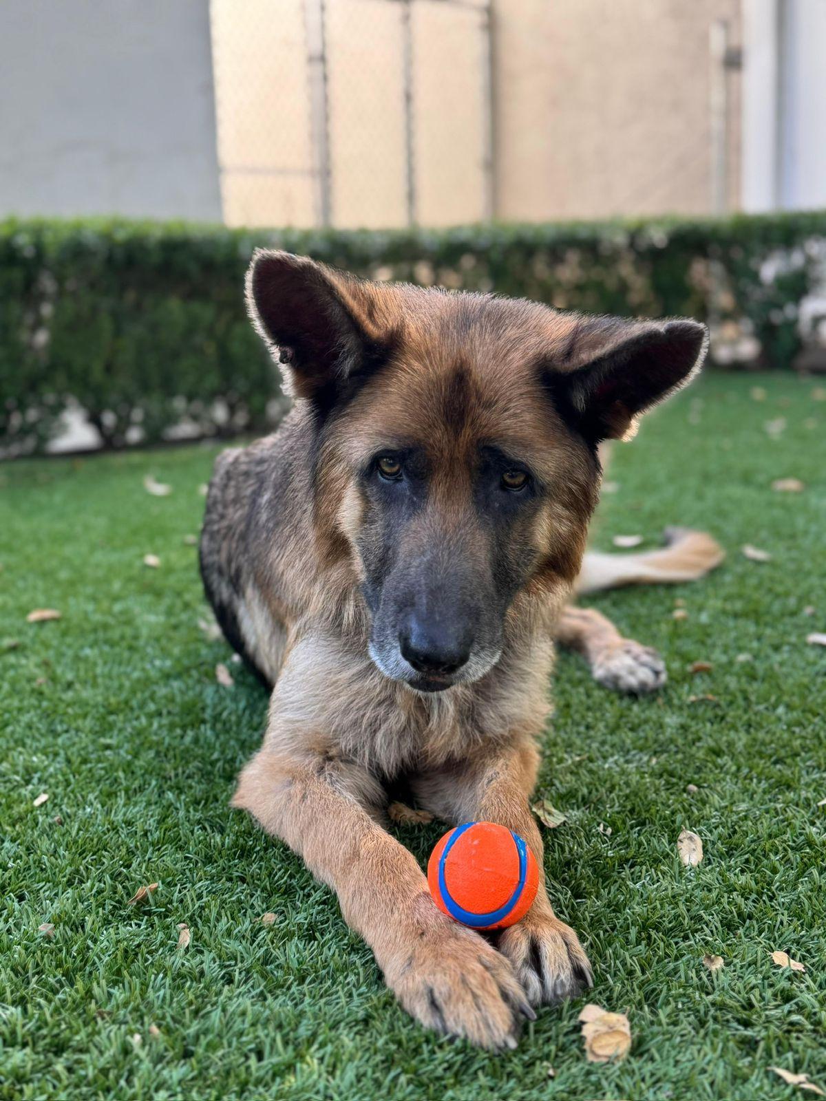 Enlarge Kapono, a ADOPTABLE German Shepherd Dog in Los Angeles, CA image 5/6