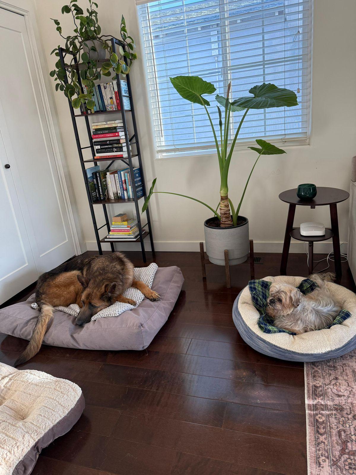 Enlarge Kapono, a ADOPTABLE German Shepherd Dog in Los Angeles, CA image 6/6