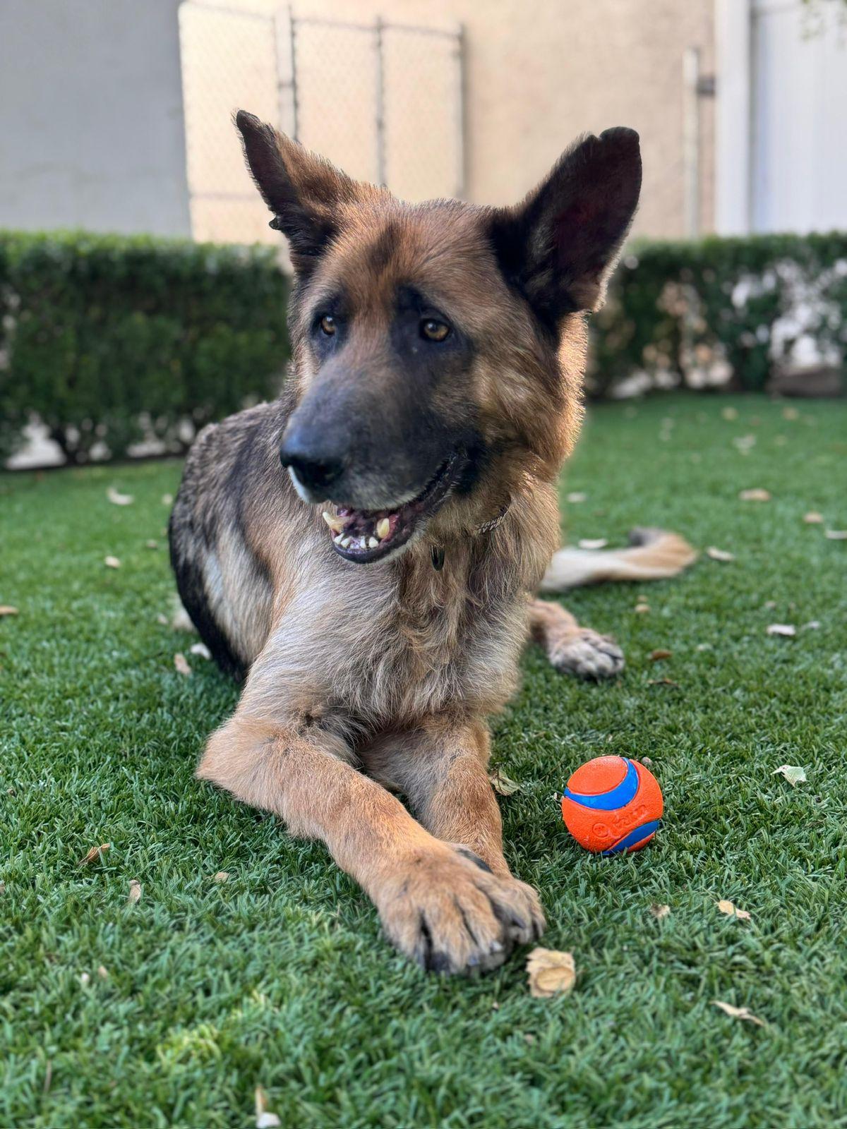 Enlarge Kapono, a ADOPTABLE German Shepherd Dog in Los Angeles, CA image 4/6