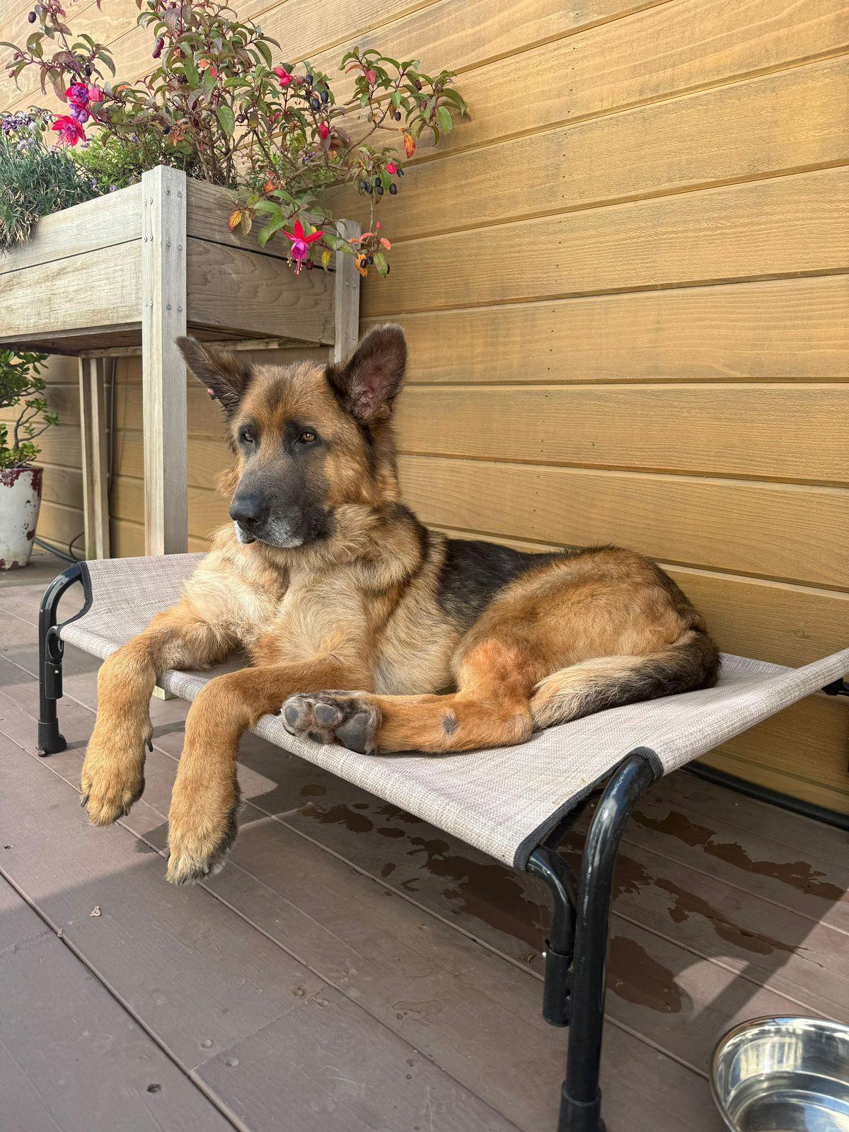 Enlarge Kapono, a ADOPTABLE German Shepherd Dog in Los Angeles, CA image 3/6