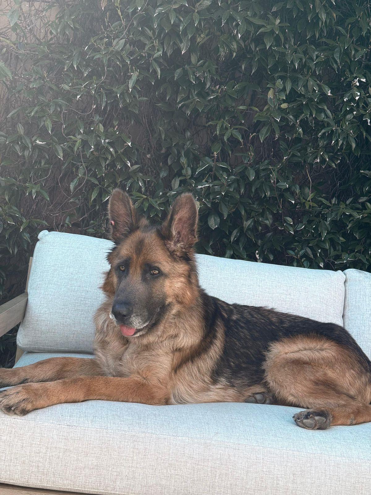 Enlarge Kapono, a ADOPTABLE German Shepherd Dog in Los Angeles, CA image 2/6