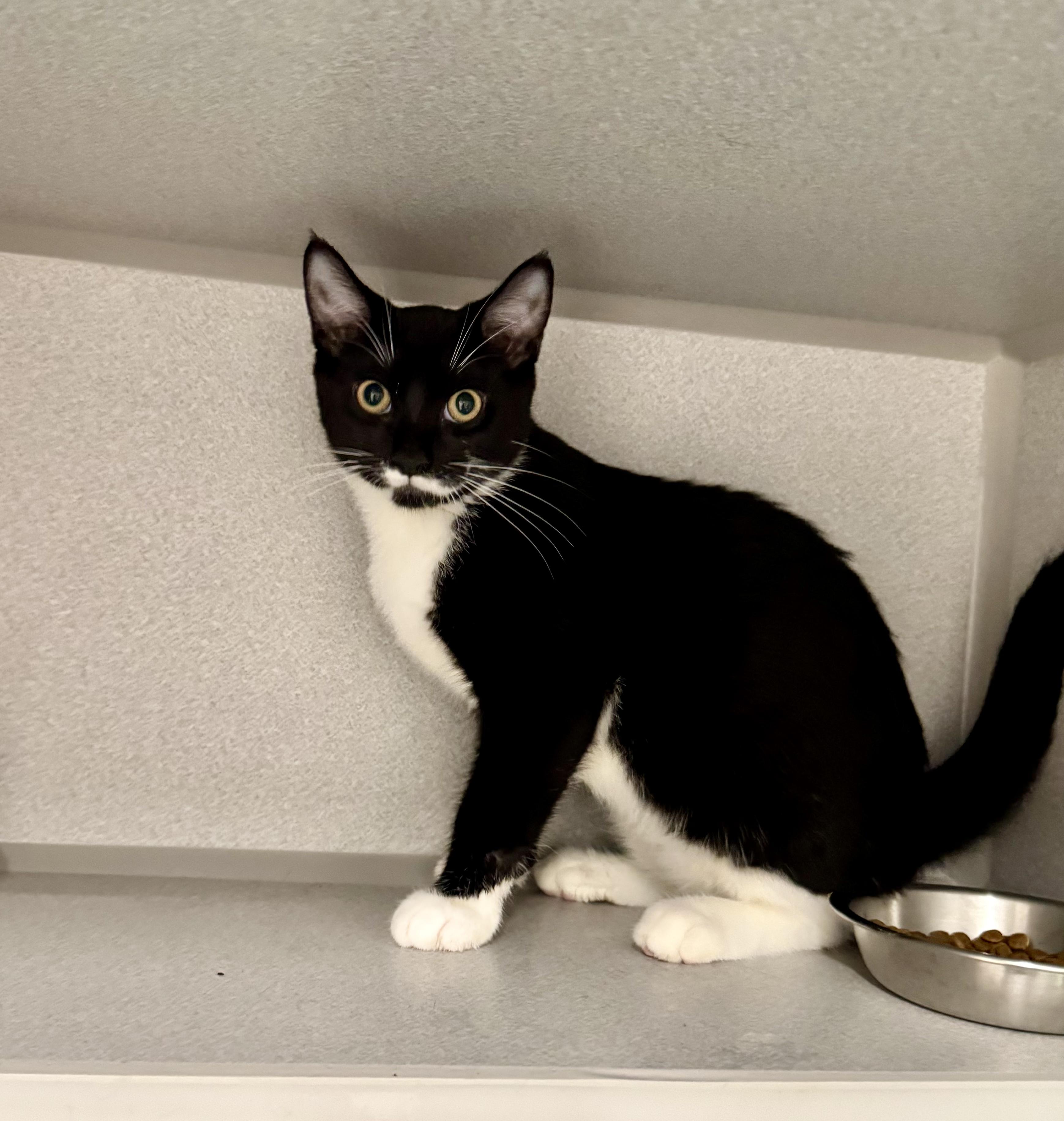 -Finn, an adoptable mixed breed in Red Bluff, CA image 6/6