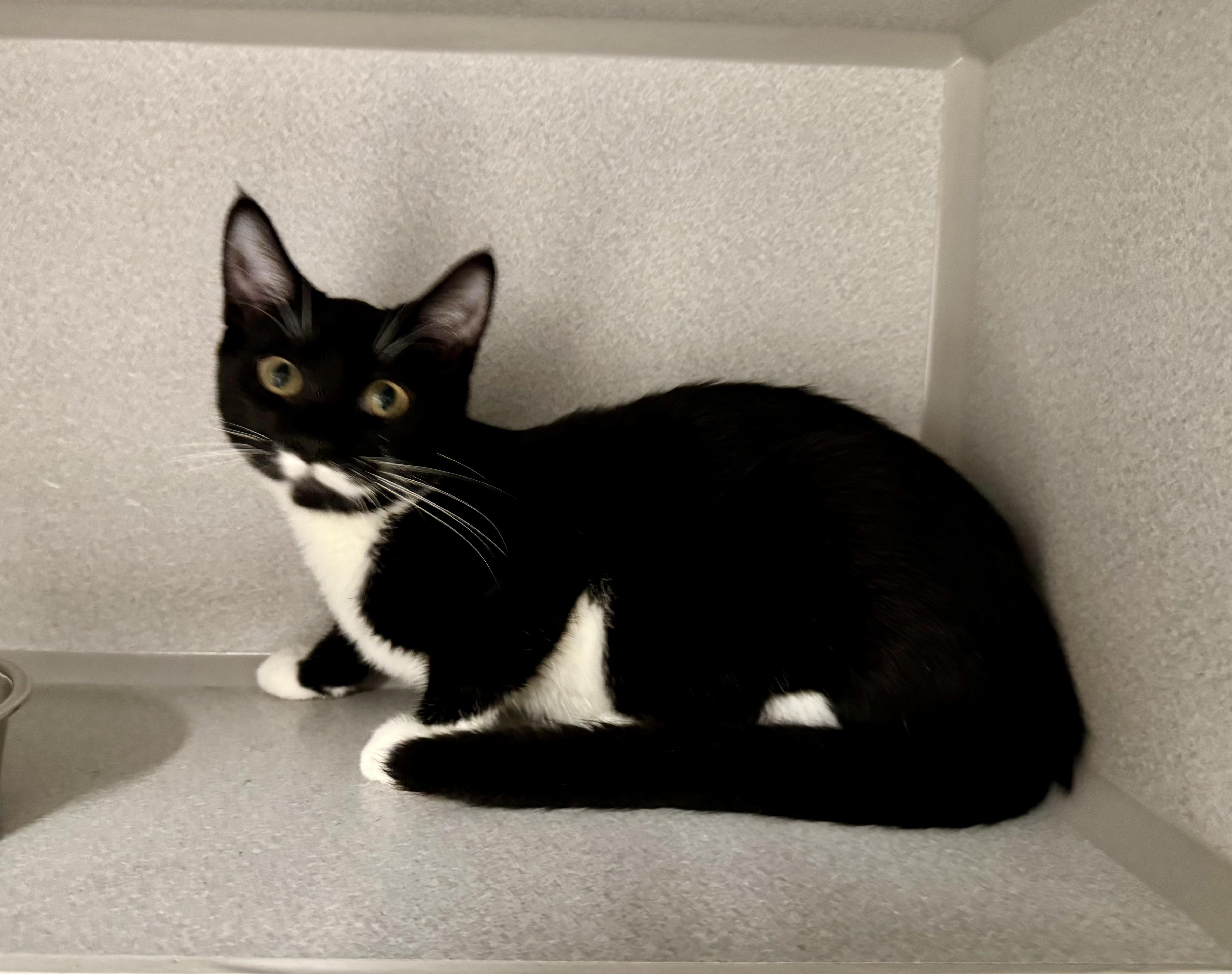 -Finn, an adoptable mixed breed in Red Bluff, CA image 3/6