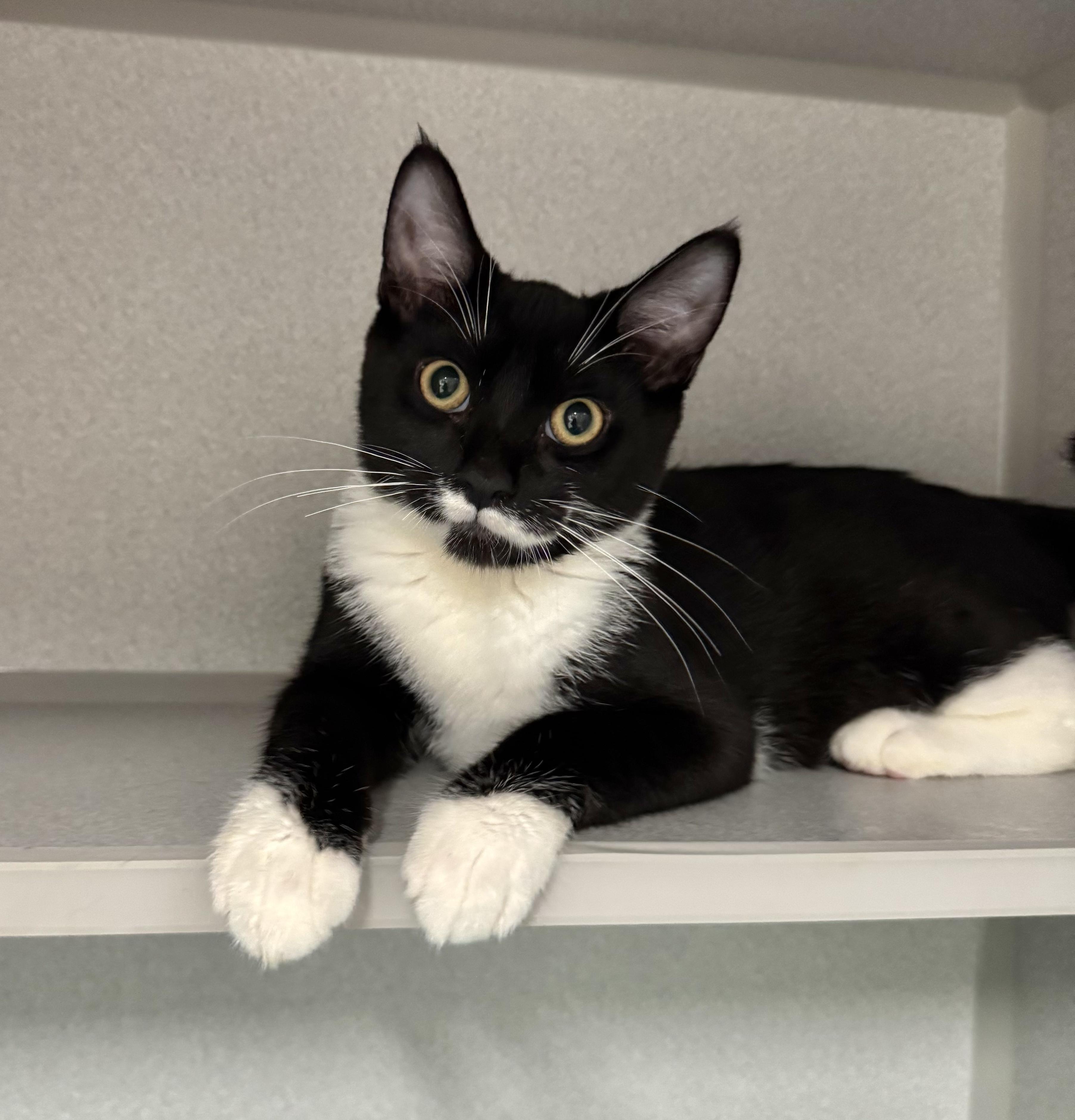 -Finn, adoptable, Kitten Male Tuxedo & Domestic Short Hair.